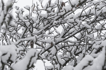 Snow-covered tree branches creating intricate patterns. Close-up winter nature photography. Seasonal texture and wintertime concept for design and print.