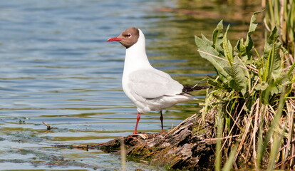 black headed gull
