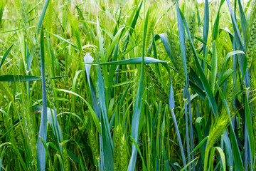 Wheat ears in a May cornfield, selective focus, natural blurred background, in Haskovo province, southern Bulgaria
