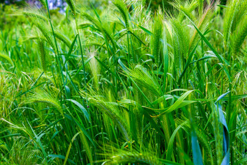 Wheat ears in a May cornfield, selective focus, natural blurred background, in Haskovo province, southern Bulgaria
