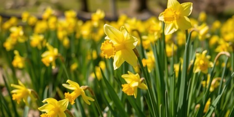 Fototapeta premium Vibrant daffodil flowers blooming across a vast field under the bright sun, nature, spring, daffodil