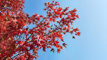 Leaves of the Japanese maple tree (Acer palmatum) in autumn