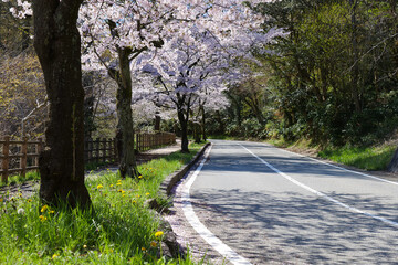 2024年満開の桜並木と車道と遊歩道