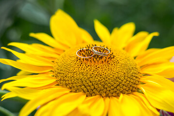 sunflower, wedding rings on a flower