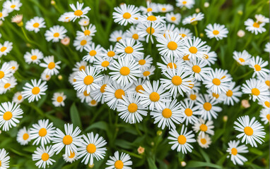 Fototapeta premium A serene close-up of daisies in full bloom, surrounded by lush green foliage, symbolizing natural beauty, renewal, and the tranquility of nature.