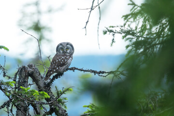 Small Boreal owl perched on a Spruce branch in an old-growth forest in Riisitunturi National Park, Northern Finland