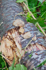 Hoof Fungus (Fomes fomentarius)