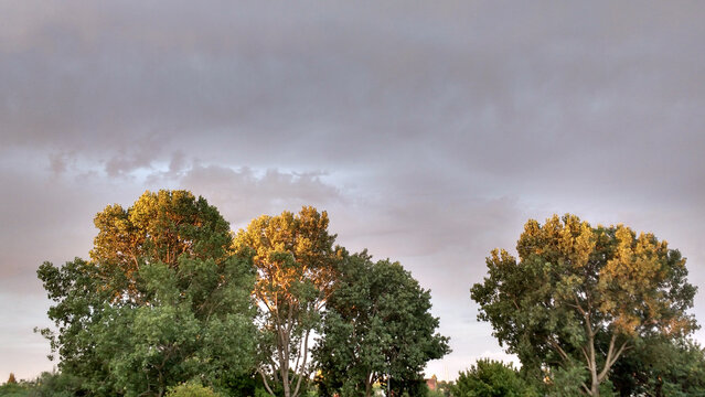 Trees in a cludy day
