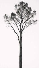 Obraz premium A solitary tree depicted against a stark white backdrop