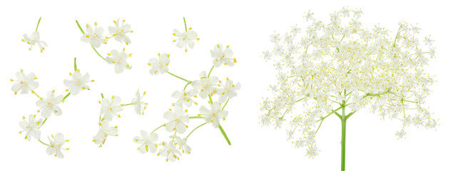 Elderberry flower or Sambucus nigra isolated on a white background.