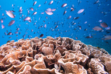 Hard coral reef Biodiversity - Healthy coral Reef full of a variety of tropical fish above cabbage coral