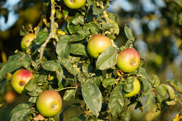 Ripe apples hang on an old apple tree and shine in the sunshine