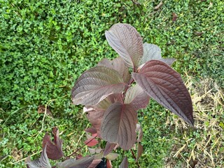 Close-up of Cornus alba autumn colour leaves. Baton Rouge, Tatarian dogwood, the red-barked, white or Siberian dogwood. Purple, yellow, orange, green, red leaf colours. Family Cornaceae.
