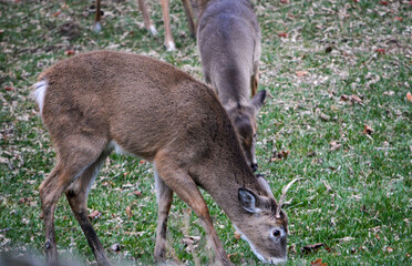 Little 1 Horn buck showed up. Does have little patience for his antics.
