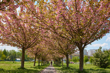 Sakura Cherry blossoming alley. Wonderful scenic park green lawn in spring. Pink flowers of cherry tree.