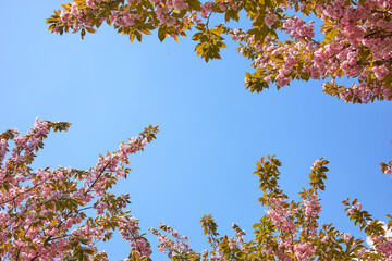 The canopy of tall trees framing a clear blue sky, with the sun shining through