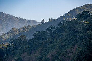 A captivating silhouette of trees against the backdrop of mystical blue mountains in the Shivalik range in Rishikesh.