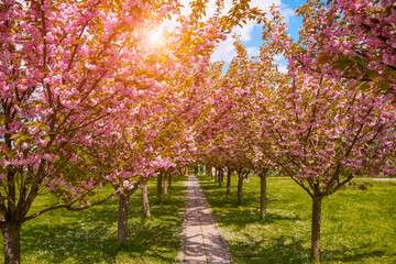 Sakura Cherry blossoming alley. Wonderful scenic park green lawn in spring. Pink flowers of cherry tree.