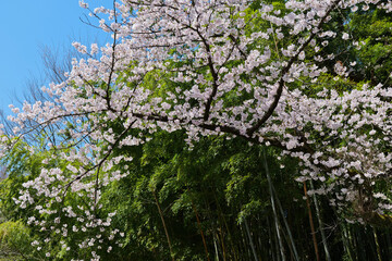 竹林と桜の春景色2024年