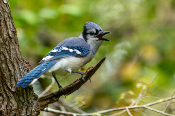 Blue Jay portrait (Cyanocitta cristata) perched on a branch on a beautiful autumn day in Florida.