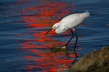 A close up view of the Snowy Egret in sunset. The Snowy Egret is a very patient hunter. . This bird...