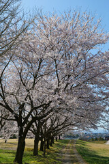 Obraz premium 桜満開の呉羽山公園都市緑化植物園