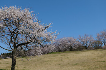 桜満開の呉羽山公園都市緑化植物園