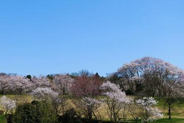 桜満開の呉羽山公園都市緑化植物園