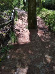 新緑に包まれた遊歩道と大きな木