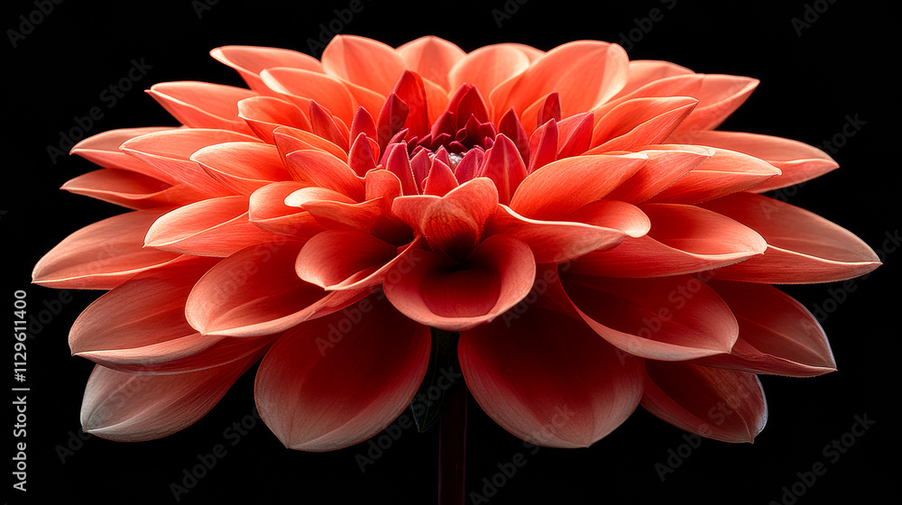 Poster a close up of a large red flower with a black background. the flower is the main focus of the image 