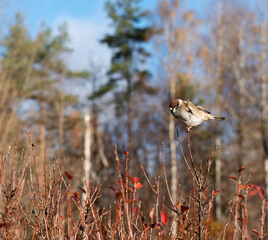 photo Captivating autumn sparrow perched on vibrant bush amidst sunlit tree backdrop showcasing stunning seasonal wildlife and natural tranquil beauty