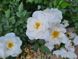 white and yellow flowers