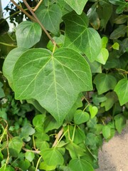 close up of leaves