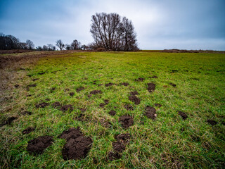 Wiese mit vielen Wühlmaus Haufen