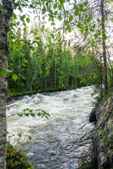 Foamy water in Aallokkokoski rapids on a summer evening in Oulanka National Park, Northern Finland