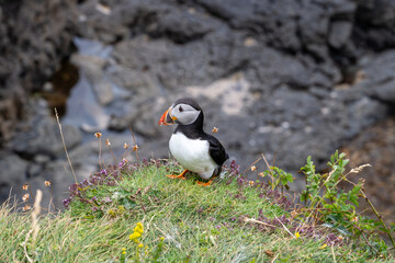 Puffin - Scotland