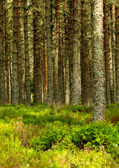Obraz premium pine forest in the morning