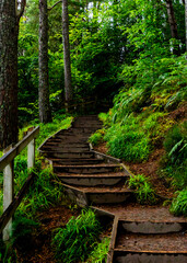 Fototapeta premium wooden steps in the forest