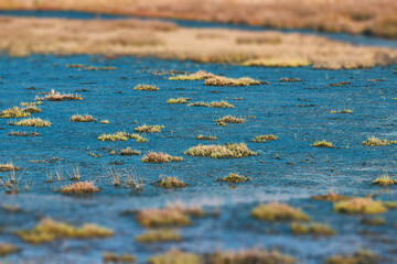 Small tufts of grass emerging from the swamp water in a wetland environment