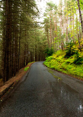 Fototapeta premium road in the forest