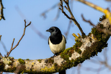 A Eurasian Magpie (Pica pica)
