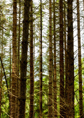 pine forest in the morning