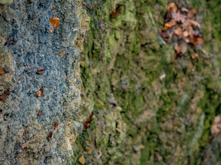 Gesteinsschichten im Muschelkalk