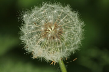 dandelion seed head