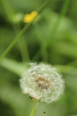 Close up on dandelion