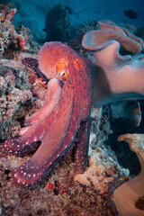 Octopus hunting for food above coral reef 
