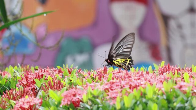 Butterfly Golden Birdwing. Troides aeacus malaiianus. A butterfly is sucking nectar from a red flower.