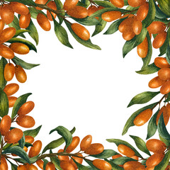 Square frame with branches of sea buckthorn around the perimeter. Watercolor illustration with orange berries on isolated background. For tea packaging, cosmetic products, oils and kitchen napkins