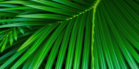 Close up of natural tropical green palm leaf texture, showcasing intricate patterns and vibrant shades, foliage, tropical