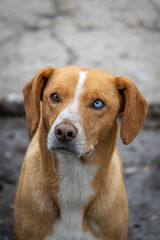 portrait of a dog